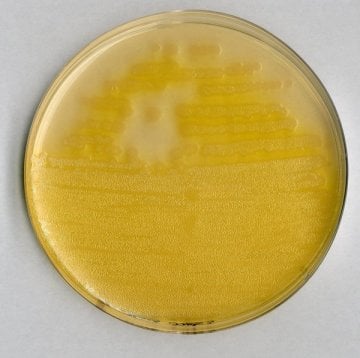 Merck 110989 Pseudomonas Agar F (Base) For Microbiology  500 gr