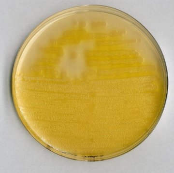 Merck 107620 Pseudomonas Cfc/Cn Agar (Base) Acc. Iso 13720 And Iso 16266 granucult®  500 gr
