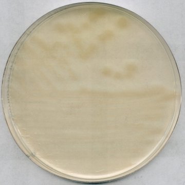Merck 100416 R2A Agar For Microbiology  500 gr