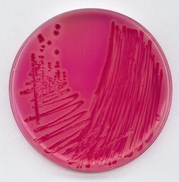 Merck 107500 Rambach® Agar For The İdentification Of Salmonella   1 Set