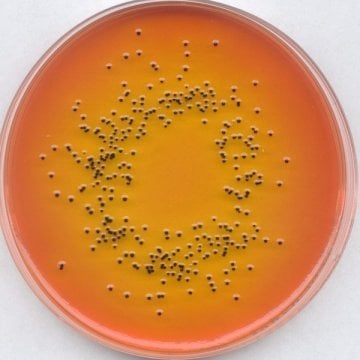 Merck 107667 Ss Agar For The İsolation Of Salmonellae And Shigellae  500 gr