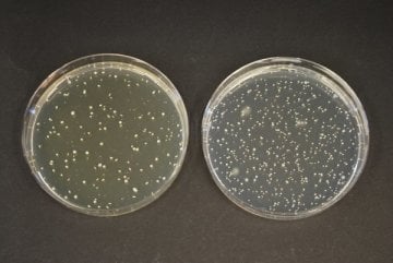 Merck 100043 Tos-Propionate Agar (Base)  500 gr