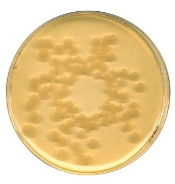 Merck 100800 Tryptic Soy (CASO) broth irradiated Casein-peptone soymeal-peptone broth USP for microbiology GranuCult® prime 5 kg