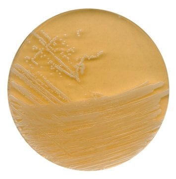 Merck 107324 Tryptic Soy Agar With Polysorbate 80 And Lecithin For Microbiology  500 gr