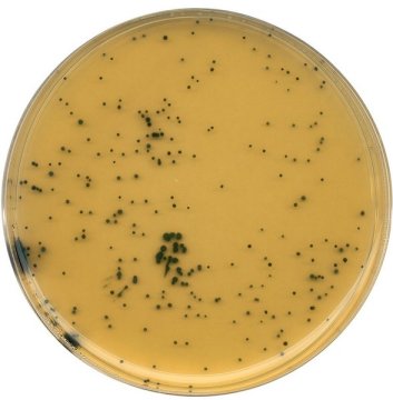 Merck 111972 Tsc (Tryptose Sulfite Cycloserine) Agar (Base) Acc. Iso 7937 And Iso 14189 granucult™  500 gr