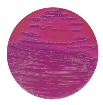 Merck 104030 Vrb (Violet Red Bile Lactose)-Mug Agar Acc. Fda-Bam Fluorocult®  500 gr