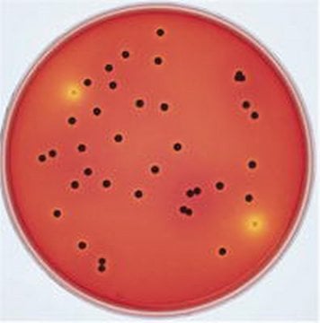 Merck 113919 Xlt 4 Agar (Base) Acc. Usda-Fsıs And Ref. To Iso 6579 granucult®  500 gr