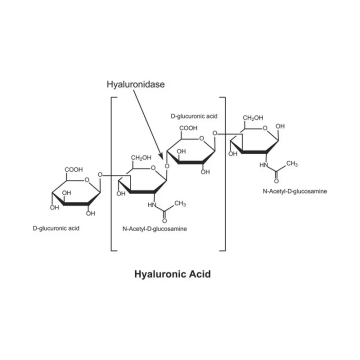 Sigma-Aldrich H3506 Hyaluronidase from bovine testes Type I-S, lyophilized powder, 400-1000 units/mg solid 1 gr