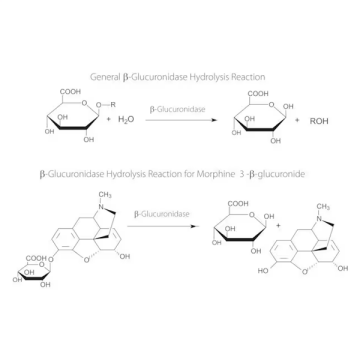 Sigma-Aldrich G7017 β-Glucuronidase from Helix pomatia Type HP-2, aqueous solution, ≥100,000 units/mL CAS No.: 9001-45-0 1 mL