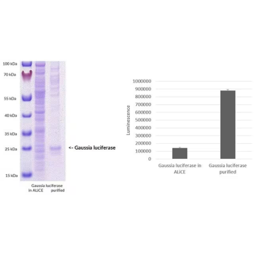 Sigma-Aldrich AL0103000 ALiCE® Cell Free Protein Expression Kit (Plant Cell Lysate) 500 μL