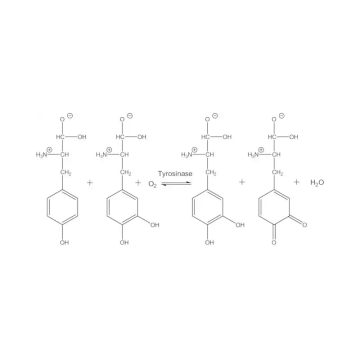 Sigma-Aldrich T3824 Tyrosinase from mushroom lyophilized powder, ≥1000 unit/mg solid 25000 Units