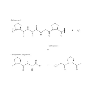 Sigma-Aldrich C6885 Collagenase from Clostridium histolyticum suitable for release of physiologically active rat epididymal adipocytes, Type II, 0.5-5.0 FALGPA units/mg solid, ≥125 CDU/mg solid 1 gr