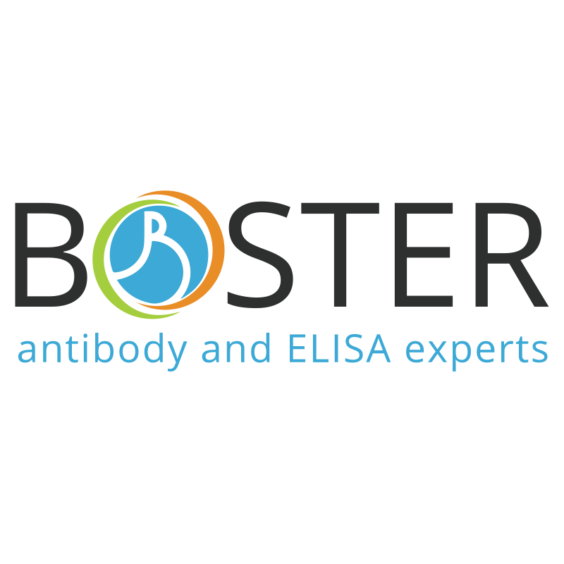 BOSTER R00002 Recombinant Human TNF Alpha Protein 100 μg/vial