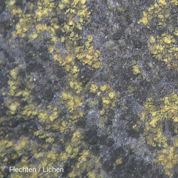 BRESSER Junior 20x Stereo Mikroskop