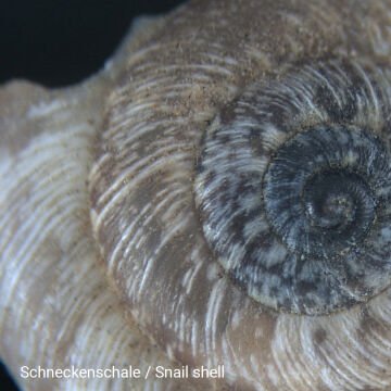 BRESSER Junior 20x Stereo Mikroskop