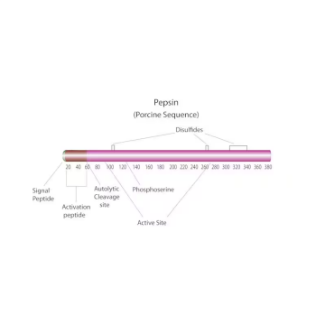 Sigma-Aldrich P7012 Pepsin from porcine gastric mucosa lyophilized powder, ≥2,500 units/mg protein (E1%/280) 25 gr