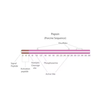 Sigma-Aldrich P7012 Pepsin from porcine gastric mucosa lyophilized powder, ≥2,500 units/mg protein (E1%/280) 250 mg