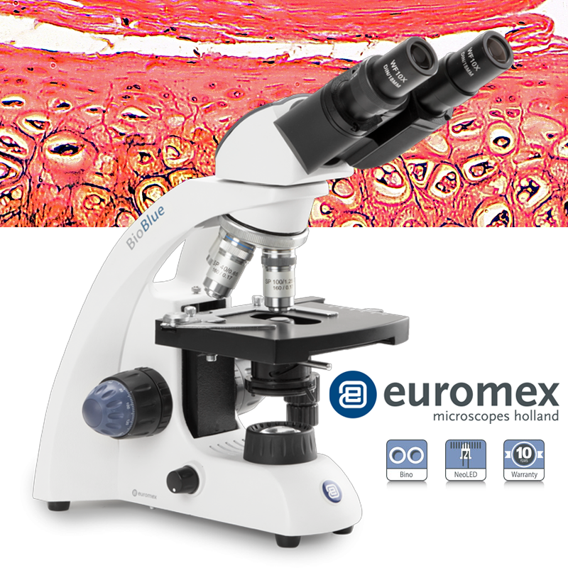 euromex BB.4263 BioBlue Binoküler Mikroskop