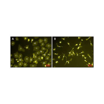 Sigma-Aldrich L2630 Lipopolysaccharides from Escherichia coli O111:B4 purified by phenol extraction 10 mg
