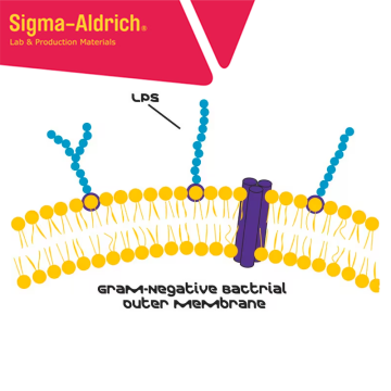 Sigma-Aldrich L2630 Lipopolysaccharides from Escherichia coli O111:B4 purified by phenol extraction 10 mg