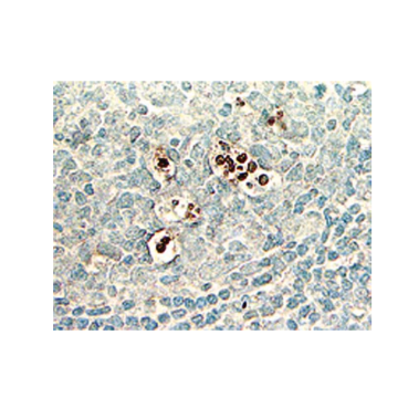 Sigma-Aldrich S7101 ApopTag Plus Peroxidase In Situ Apoptosis Kit  40 Assays