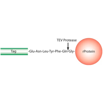 Sigma-Aldrich T4455 TEV Protease 1KU