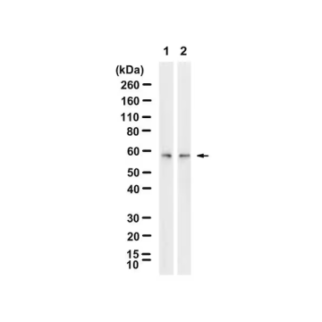 Sigma-Aldrich ZRB1681 Anti-Calreticulin Antibody, clone 1F16 ZooMAb® Rabbit Monoclonal recombinant, expressed in HEK 293 cells 25 µL