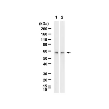 Sigma-Aldrich ZRB1681 Anti-Calreticulin Antibody, clone 1F16 ZooMAb® Rabbit Monoclonal recombinant, expressed in HEK 293 cells 4 x 25 µL