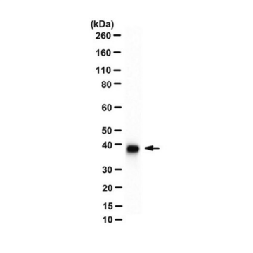 Sigma-Aldrich MABT825 Anti-beta-Actin Antibody, clone 4C2 clone 4C2, from mouse 100 µL