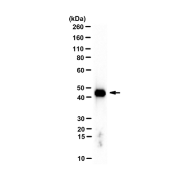 Sigma-Aldrich MABT825 Anti-beta-Actin Antibody, clone 4C2 clone 4C2, from mouse 100 µL