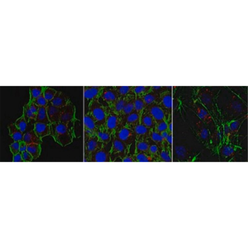 Sigma-Aldrich MABT825 Anti-beta-Actin Antibody, clone 4C2 clone 4C2, from mouse 100 µL