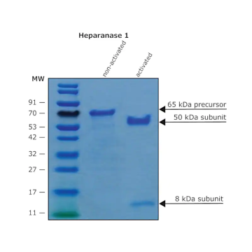 Sigma-Aldrich SAE0116 Heparanase-1 pre-activated human recombinant, expressed in HEK 293 cells 10 µg