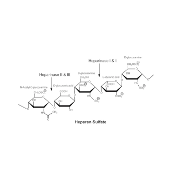 Sigma-Aldrich SAE0116 Heparanase-1 pre-activated human recombinant, expressed in HEK 293 cells 10 µg