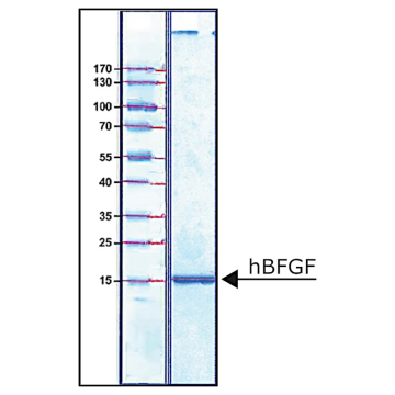 Sigma Aldrich F0291 hBFGF FGF-Basic, recombinant, expressed in E. coli, suitable for cell culture 4 x 25 μG