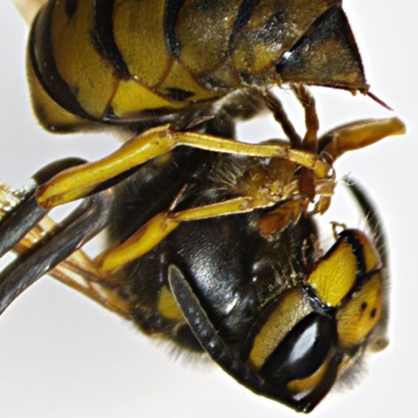 Optika ST-004 Oküler Çifti WF 20x - Stereo Mikroskop için