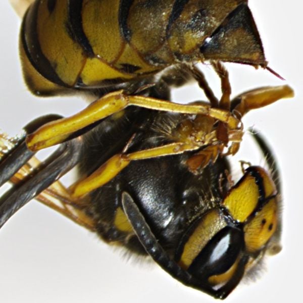 OPTIKA SLX-5 Trinoküler Stereo Zoom Mikroskop - 7x-45x