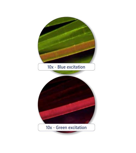 OPTIKA B-383LD Trinoküler Floresan Mikroskop - LED Araştırma Mikroskobu 1000x