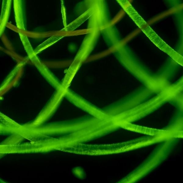 OPTIKA IM-3LD2 Inverted Trinoküler Mikroskop - Ters LED Epi-Floresan Mikroskobu