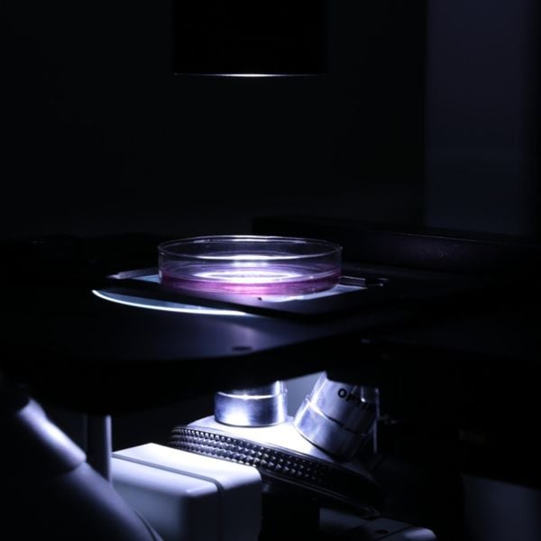 OPTIKA IM-3LD2 Inverted Trinoküler Mikroskop - Ters LED Epi-Floresan Mikroskobu