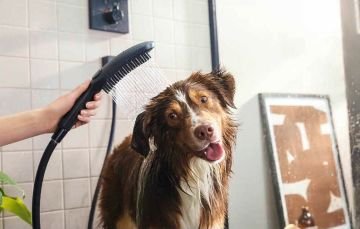 Hansgrohe Dogshower Köpekler için El Duşu 3 Akışlı Mat Siyah 26640670