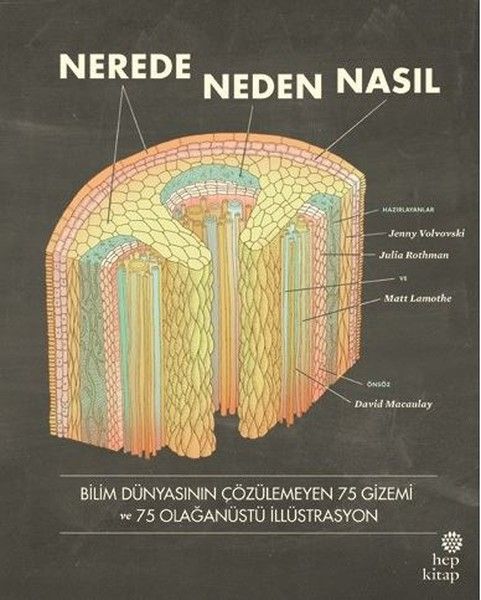 Nerede Neden Nasıl, Deniz Öztok