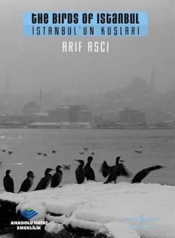 İstanbul'un Kuşları / The Birds ofm Istanbul, Arif Aşçı