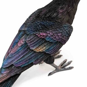 Spellbound Ravens - Set of 2