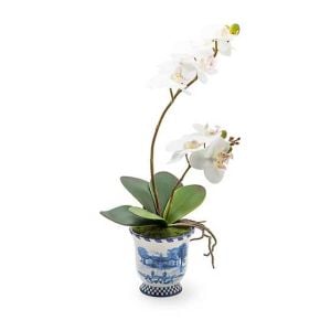 Royal Toile Potted Orchid - Medium