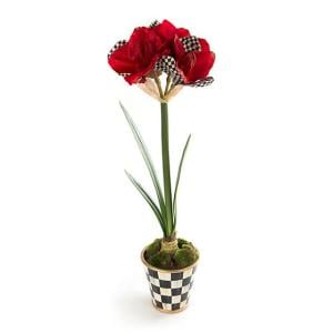 Courtly Check Amaryllis in Pot
