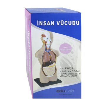 İNSAN VÜCUDU (Büyük Boy, 50 cm.)