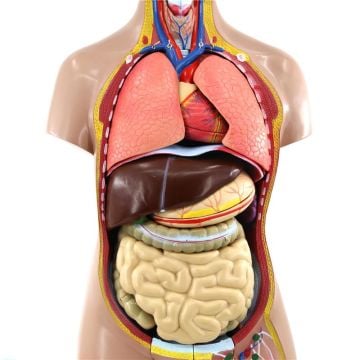 İnsan Vücudu Torso 52 Parça, 85cm