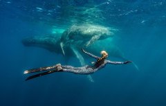 Ocean Ramsey 2mm Üst Whale Shark