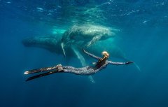 Ocean Ramsey/XCEL - Üst (Neopren 2 mm) - Whale Shark