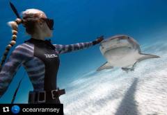 Ocean Ramsey Likra Pantolon Tiger Shark